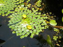 water-primrose